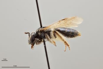 Media type: image;   Entomology 770895 Aspect: habitus lateral view